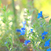 庭の花