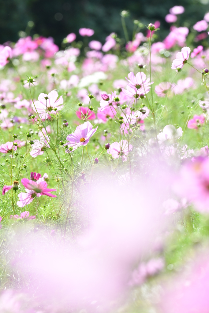 秋桜