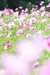 秋桜