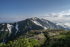 イチゲに会いに朳差岳