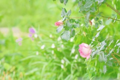 道端の花（薔薇）