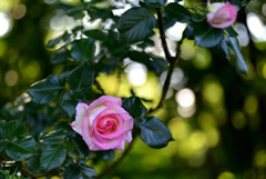 道端の花（薔薇）