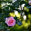 道端の花（薔薇）