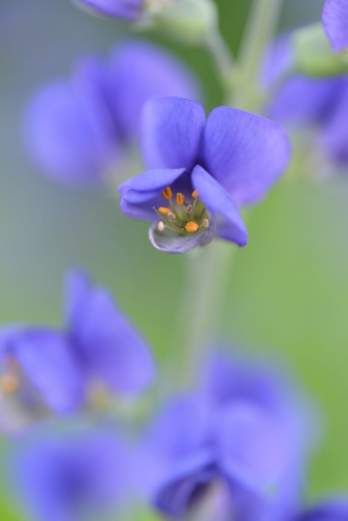 道端の花（紫先代萩）