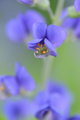 道端の花（紫先代萩）