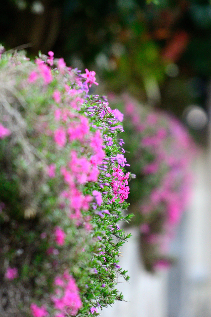 芝桜