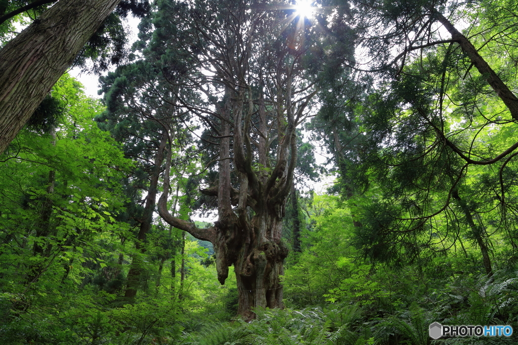 隠岐の島