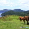 隠岐の島