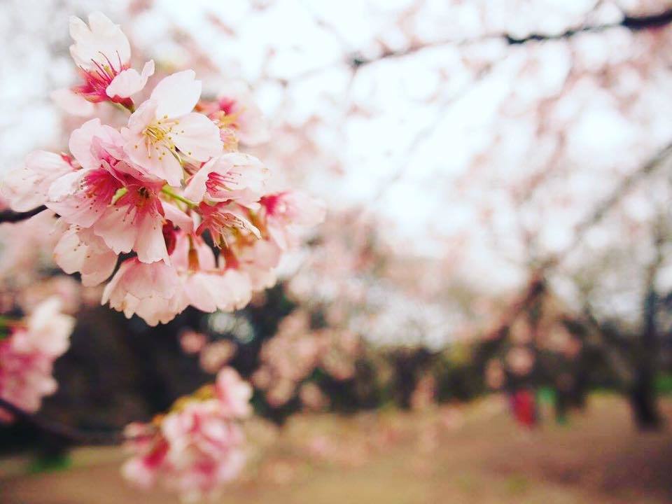 桜