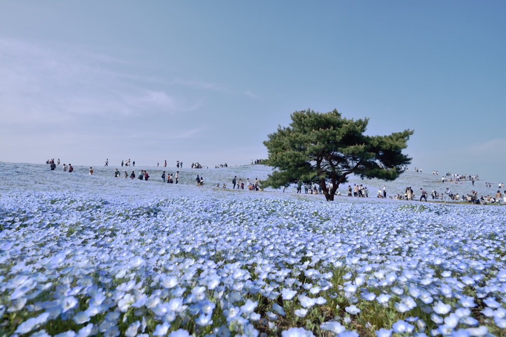 blue