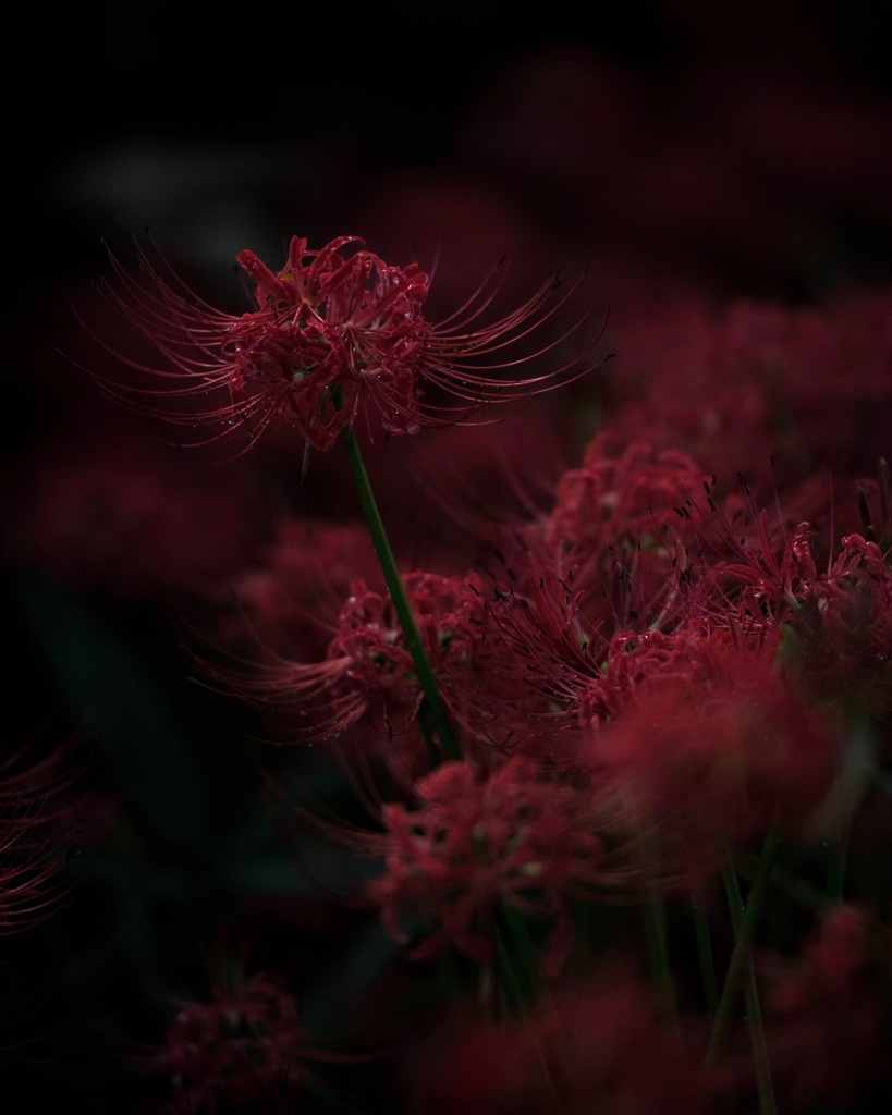 曼珠沙華