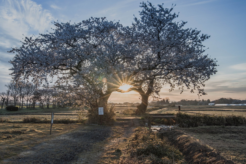 夫婦日の出桜