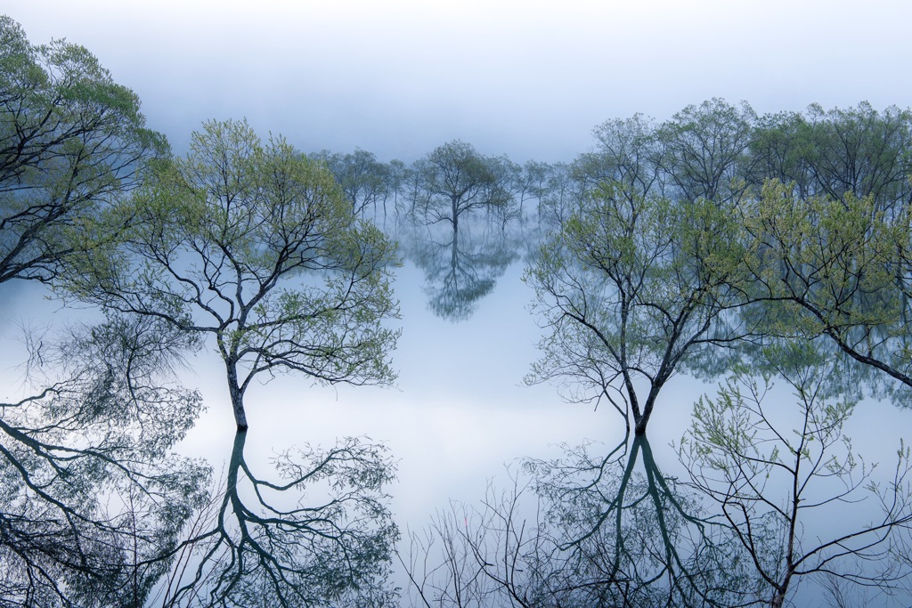 白川湖岸公園 水没林