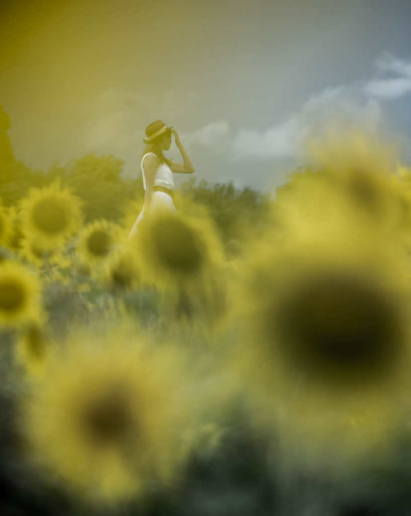 sunflower