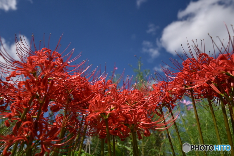 曼珠沙華