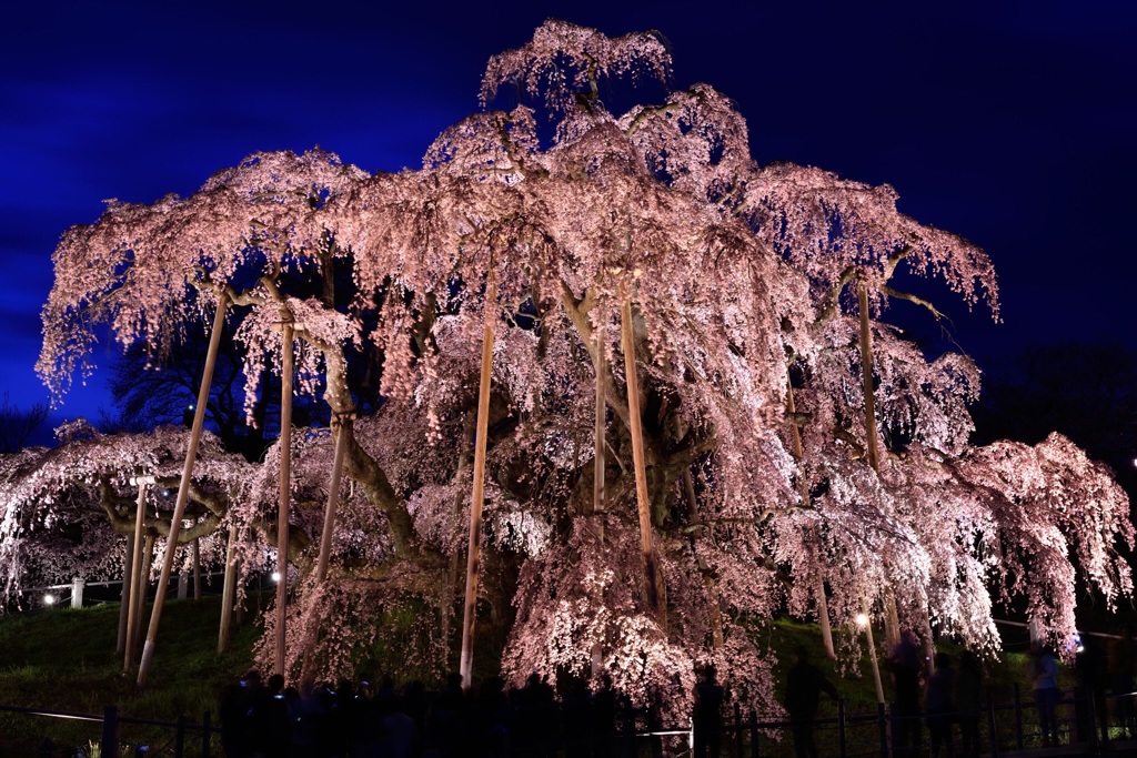 三春滝桜