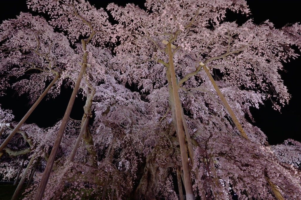 三春滝桜2