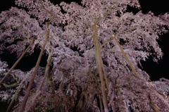 三春滝桜2