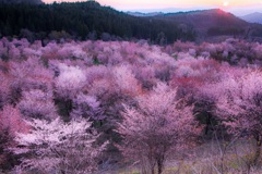 桜峠