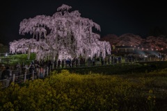 三春の滝桜