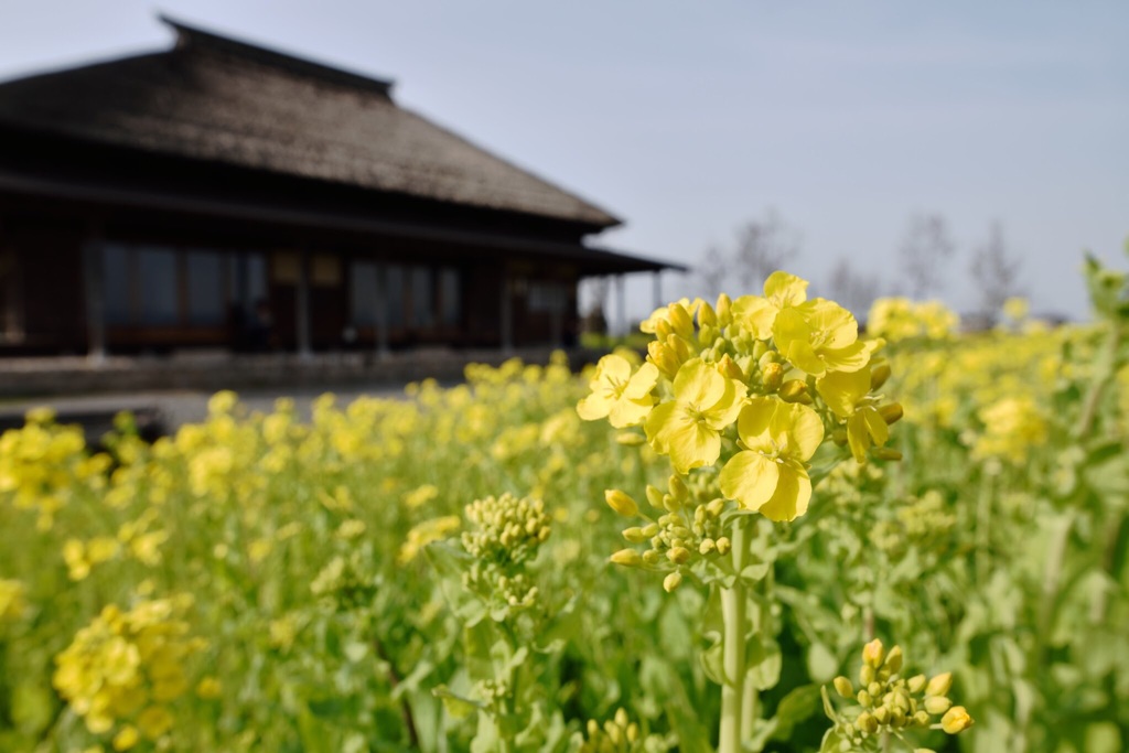 菜の花