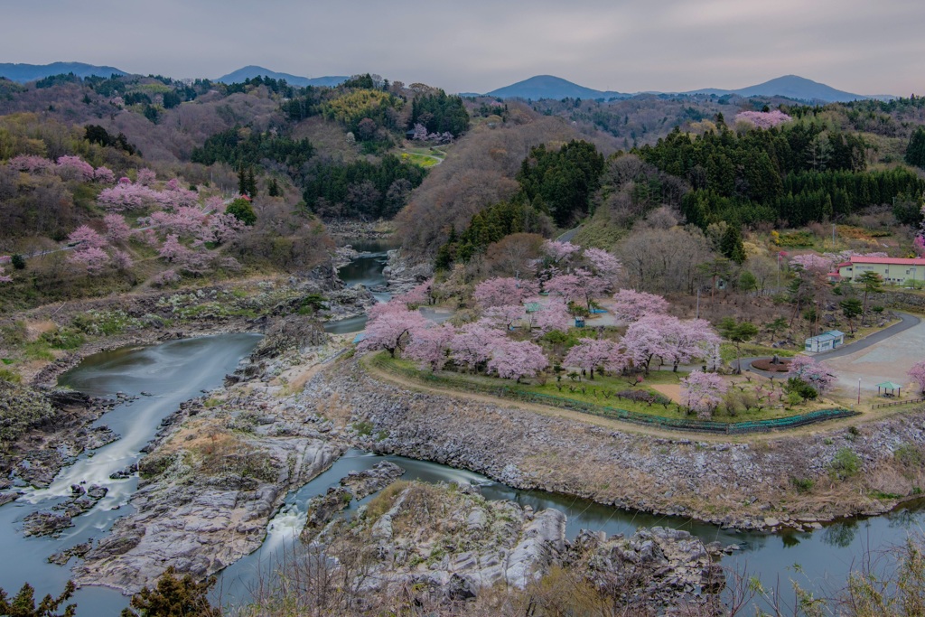 福島桜巡り〜