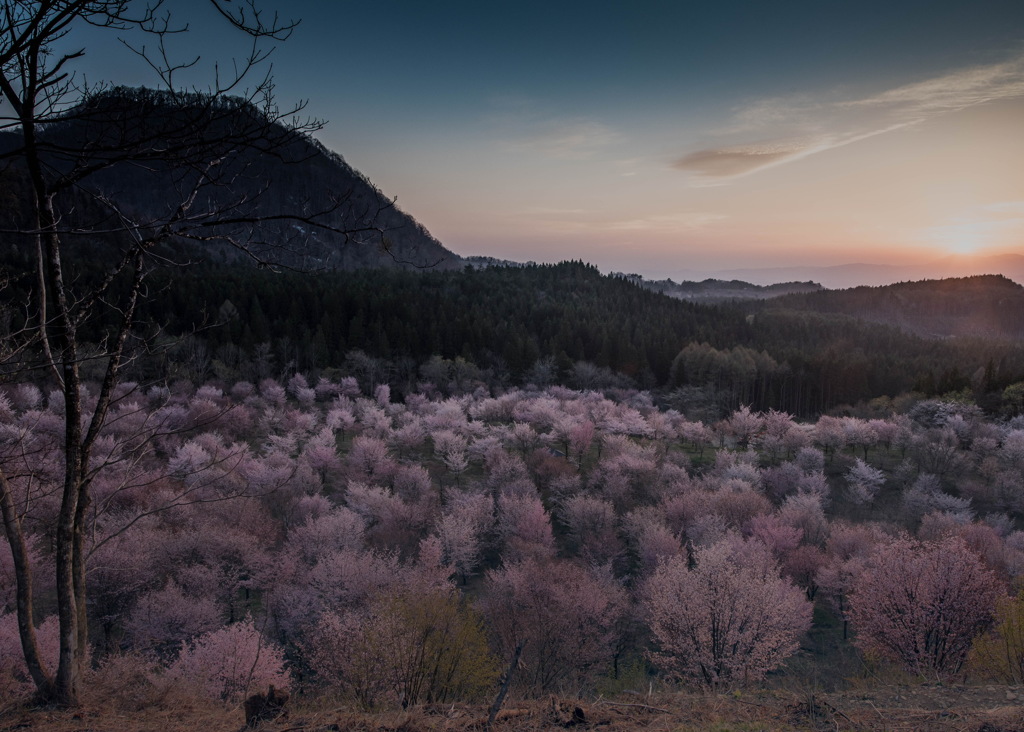 『桜峠』