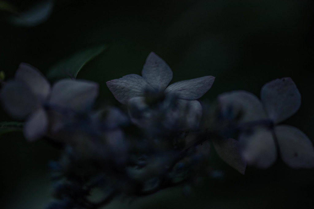 紫陽花
