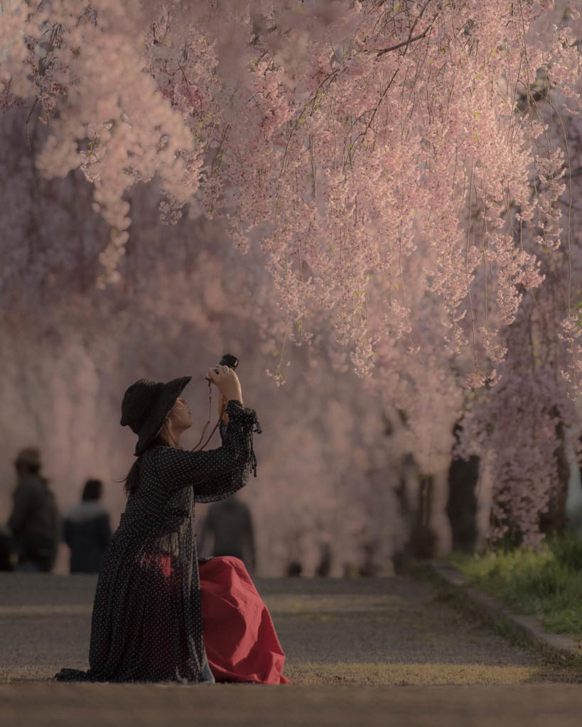 SAKURAGRAPHER