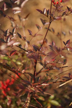 DSC01867