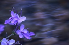 花靄