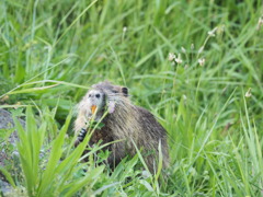 カピバラ？ヌートリア！