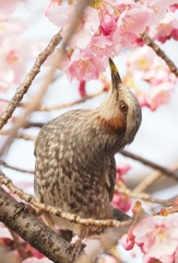 サクラとヒヨドリ