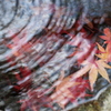 水面にも秋景、、
