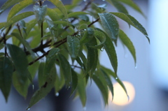 滴る雨、、