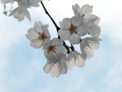 青空の下に咲く桜の花