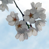 青空の下に咲く桜の花