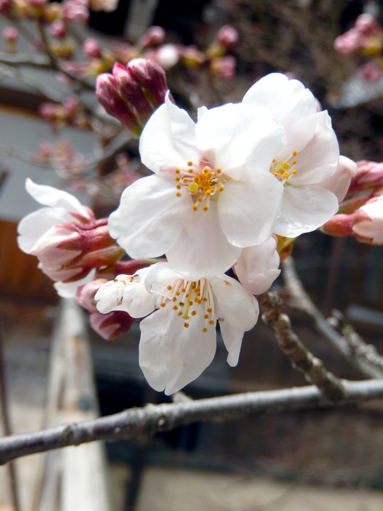 春待ちわびて咲く桜