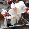 春待ちわびて咲く桜