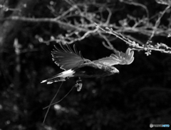 お手軽鳥撮り03