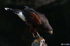 お手軽鳥撮り04