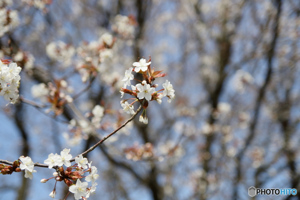 桜　咲く