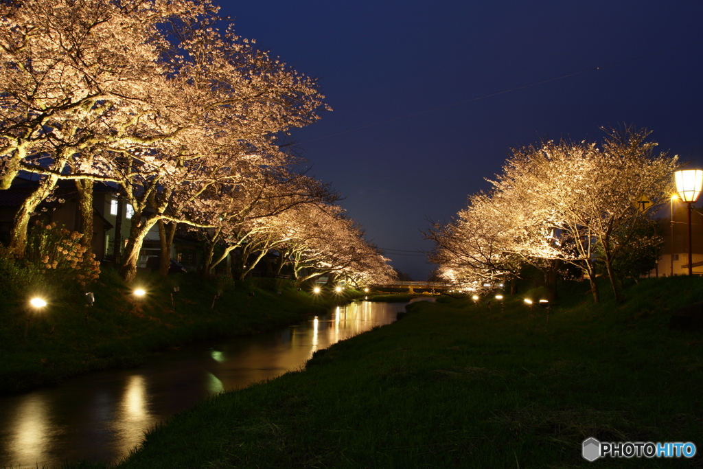 玉湯の夜桜