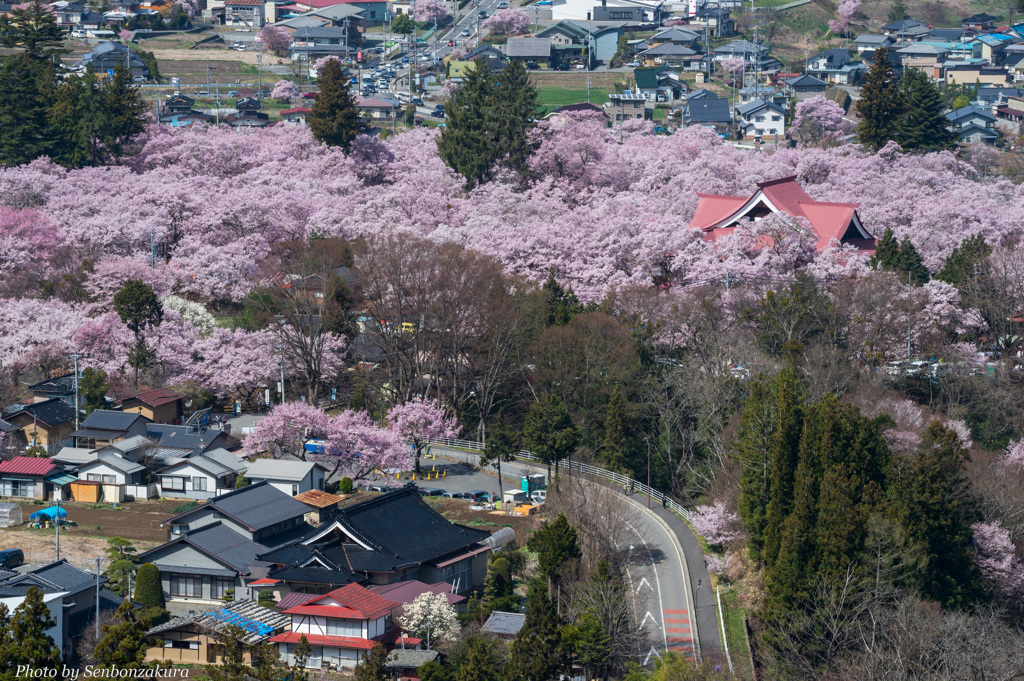 桜雲俯瞰中