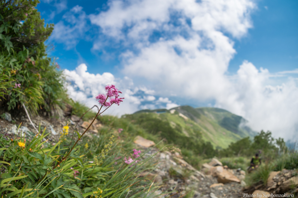 高山の花たち