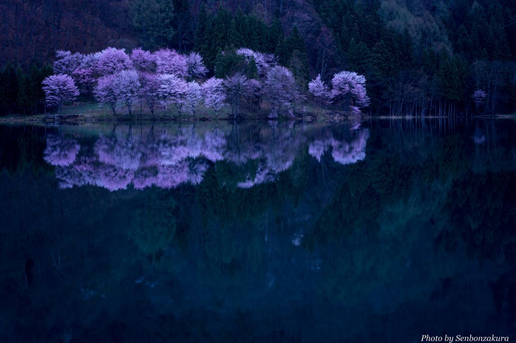 早朝の桜色（1）