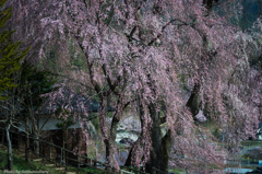 勝間の枝垂桜