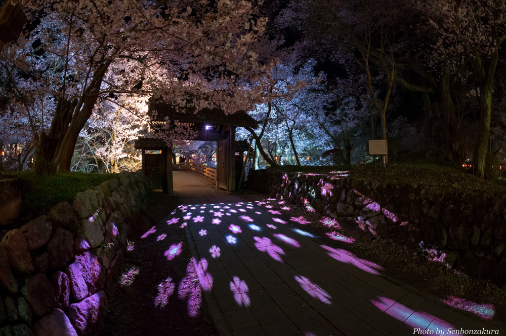 桜マッピング