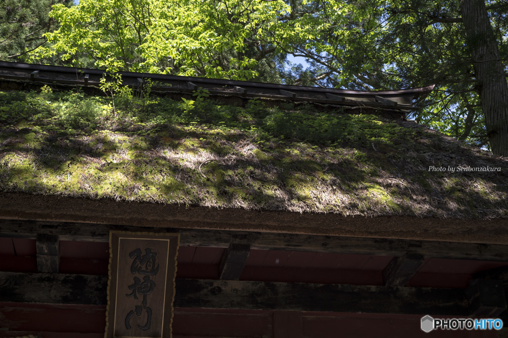 随神門