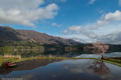 青木湖の一本桜